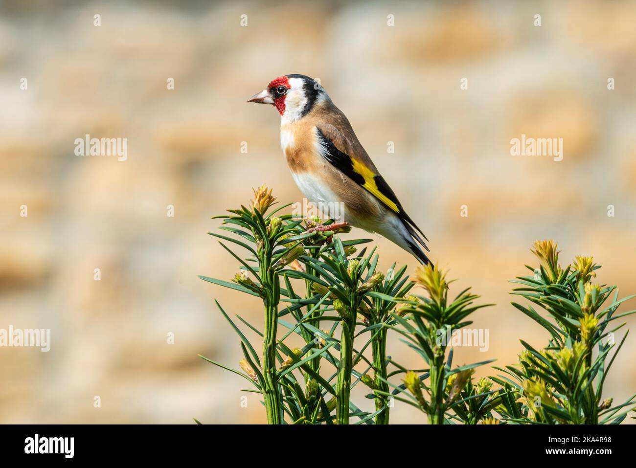 Goldfinch européen perché au sommet du Yew Tree Banque D'Images