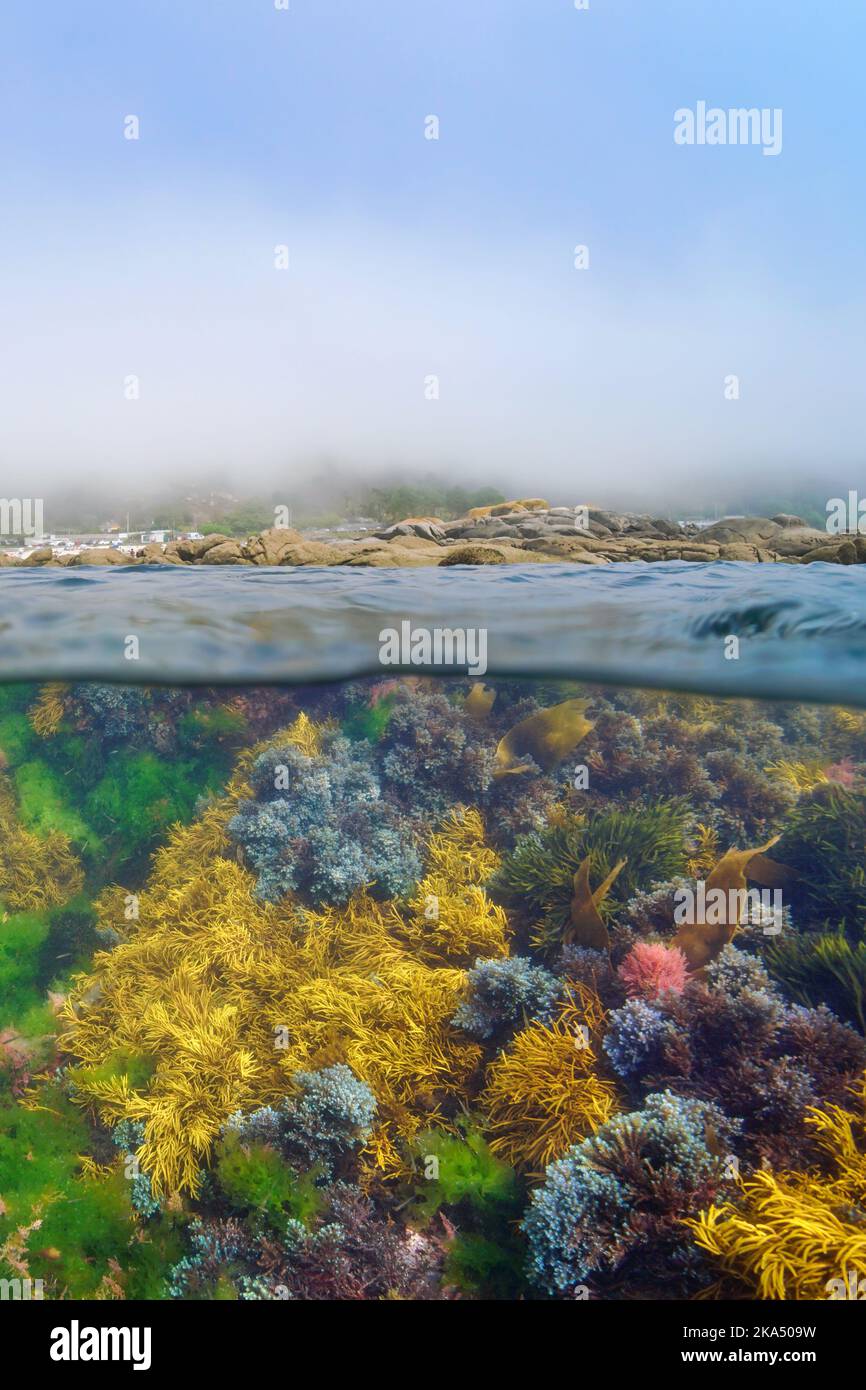 Brouillard côtier avec algues sous l'eau dans l'océan Atlantique, vue sur et sous la surface de l'eau, Espagne, Galice, Rias baixas Banque D'Images