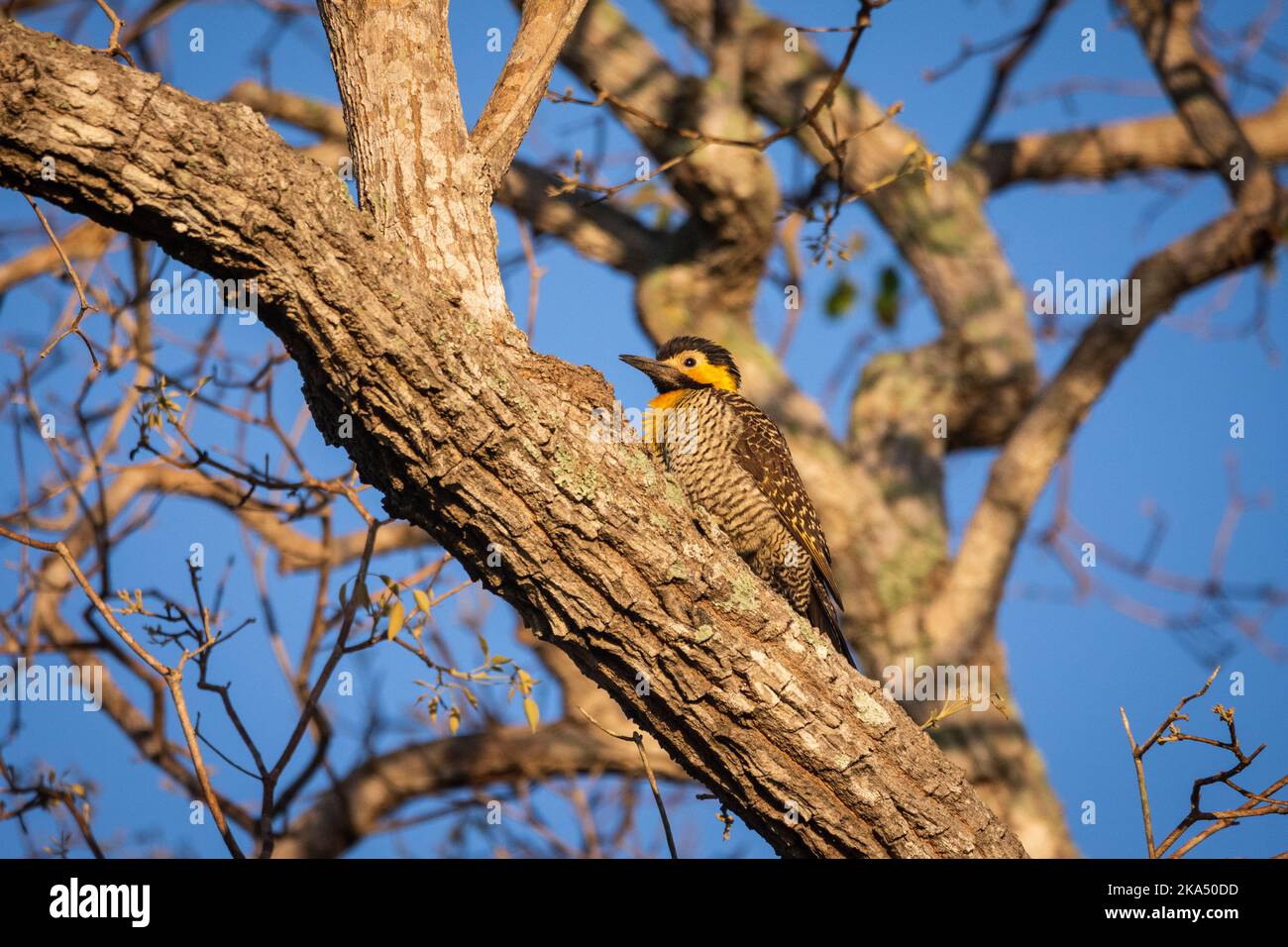 Belle vue sur le pic sur l'arbre dans le Pantanal brésilien Banque D'Images