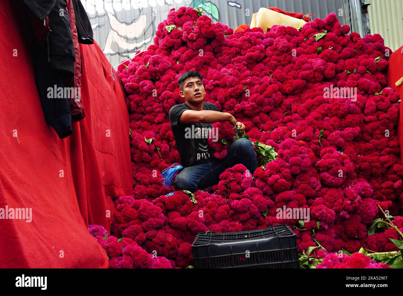 Mexico, Mexique. 31st octobre 2022. Un ouvrier agricole arrange des lots de fleurs de Cockscomb rouges utilisées pour décorer les autels et les tombes pendant le festival annuel Day of the Dead au marché aux fleurs de la Jamaïque, à 31 octobre 2022, dans la ville de Mexico, au Mexique. Crédit : Richard Ellis/Richard Ellis/Alay Live News Banque D'Images