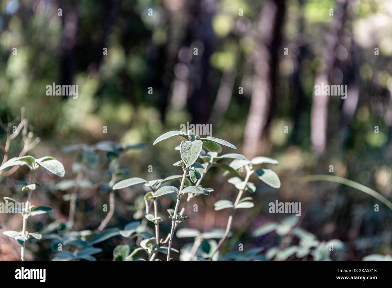 Sauge sauvage poussant sur le plancher d'une forêt de pins. Sauge sauvage poussant sur le plancher d'une forêt de pins. Banque D'Images