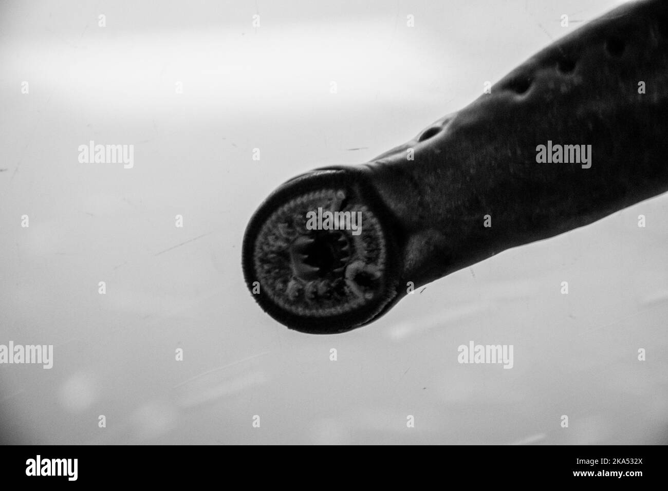 Une vue sous-marine de l'échelle de poissons dans le barrage de Bonneville. Une lamproie s'accroche à la fenêtre. Banque D'Images