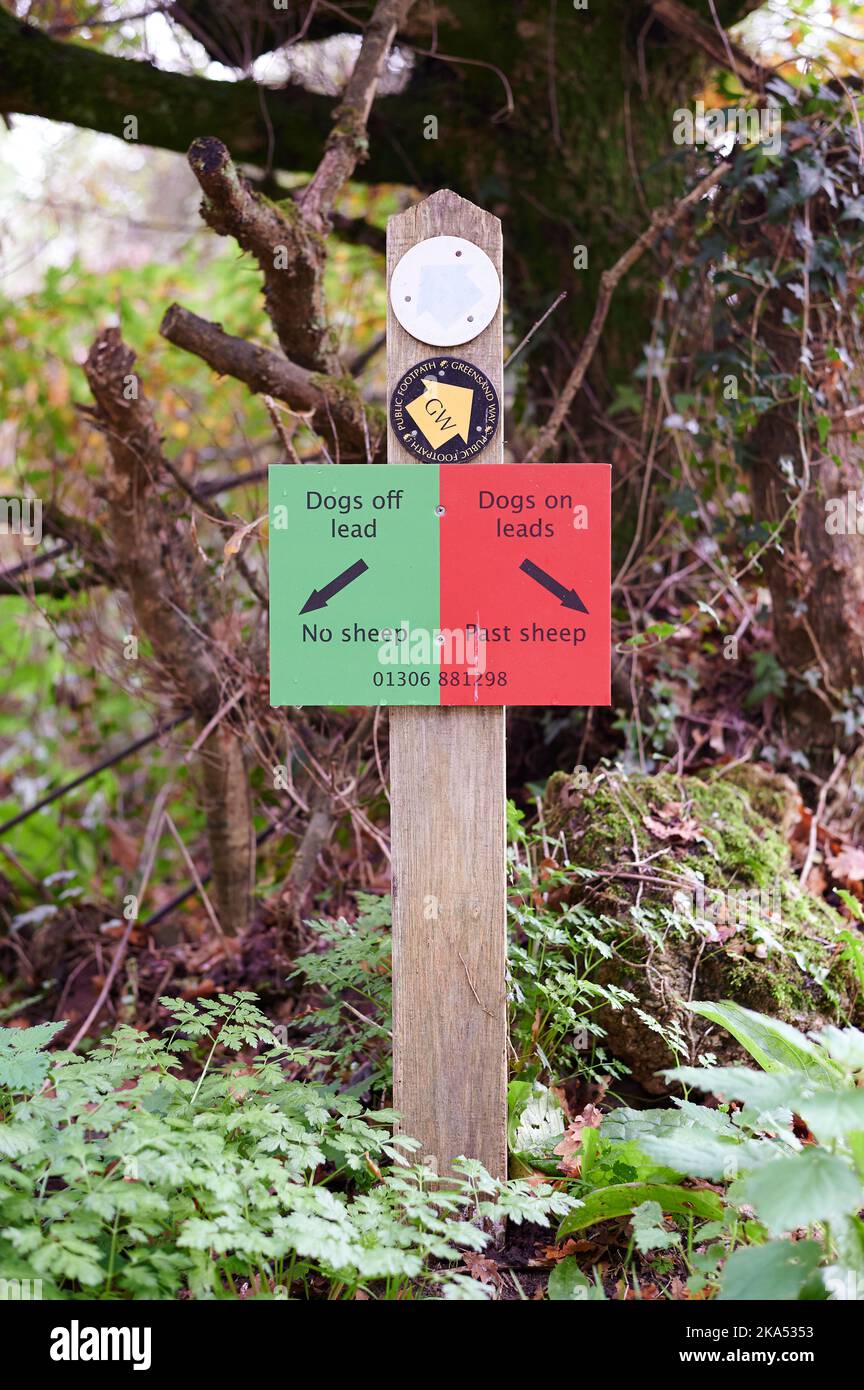 30 oct 2022 - SurreyUK : signes rouges et verts dirigeant les randonneurs de chien avec et sans laisses ou conduit à protéger les moutons Banque D'Images