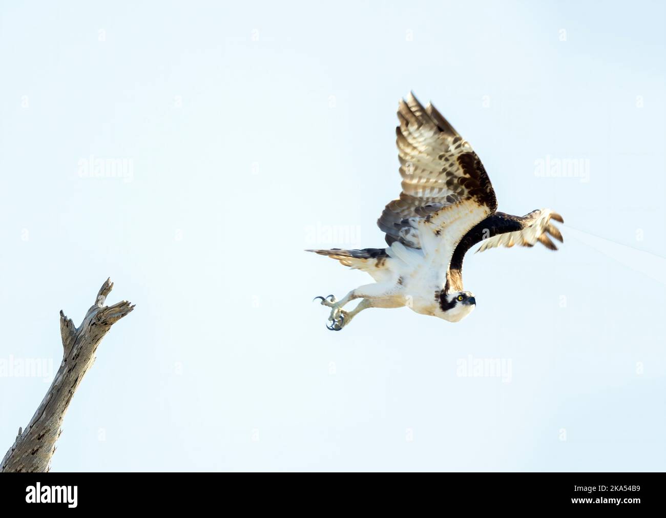 Osprey volant de Perch Banque D'Images