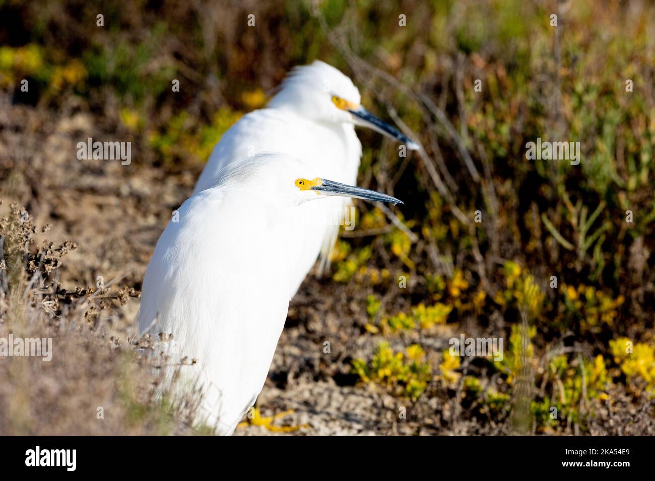 Aigrette neigeuse Banque D'Images