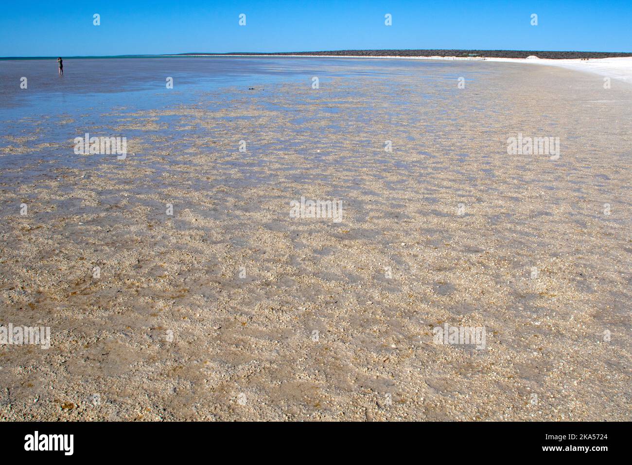 Shell Beach, Shark Bay Banque D'Images