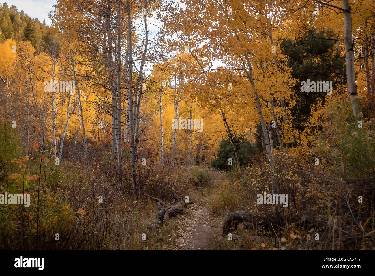 L'automne dans le Colorado fournit des moments indescriptibles qui ne peuvent être expliqués que par un objectif de caméra. Cette photo vise à inspirer, à motiver et à se détendre. Banque D'Images