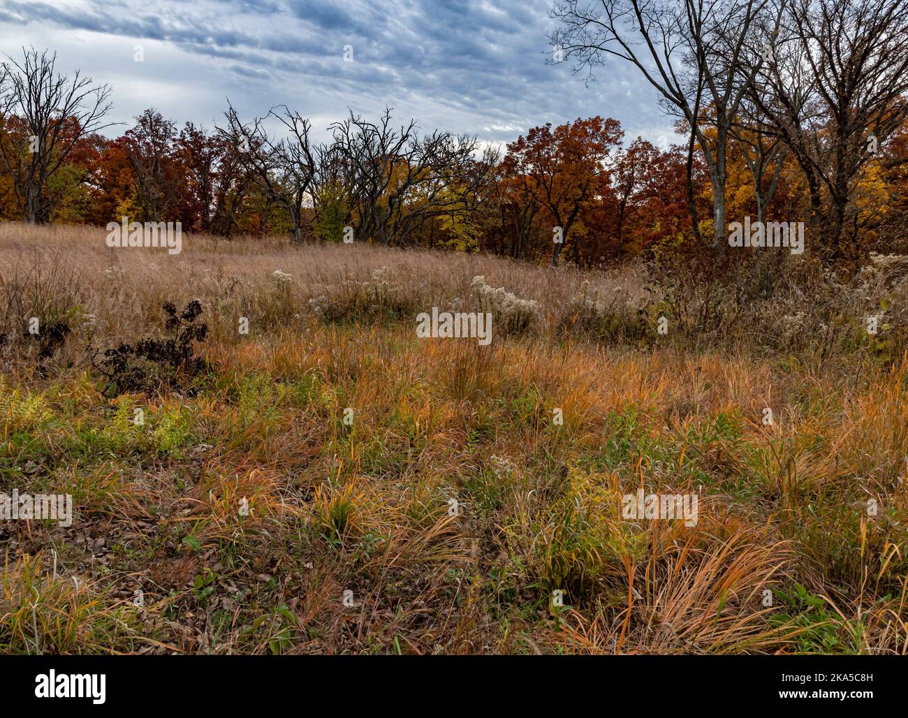 Un ciel orageux survole un champ d'automne dans la Stone Barn Savanna à Nachusa Grasslands nature Conservancy, Lee & Ogle Counties, Illinois Banque D'Images