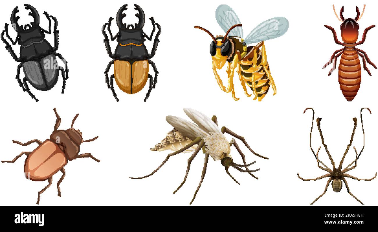 Collection de différents insectes vecteur illustration Image ...