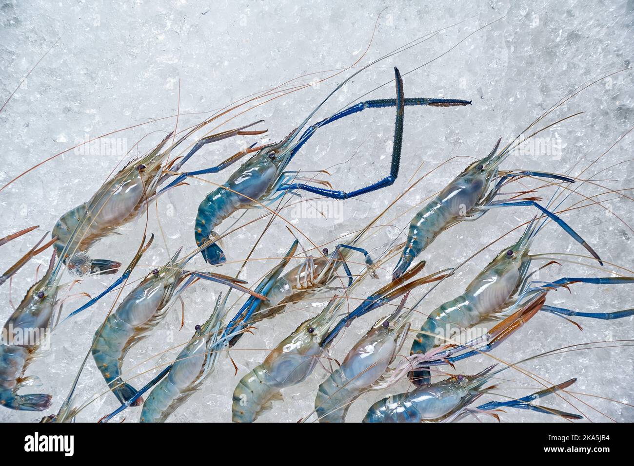 Les crevettes bleues sur la glace sur le marché Banque D'Images