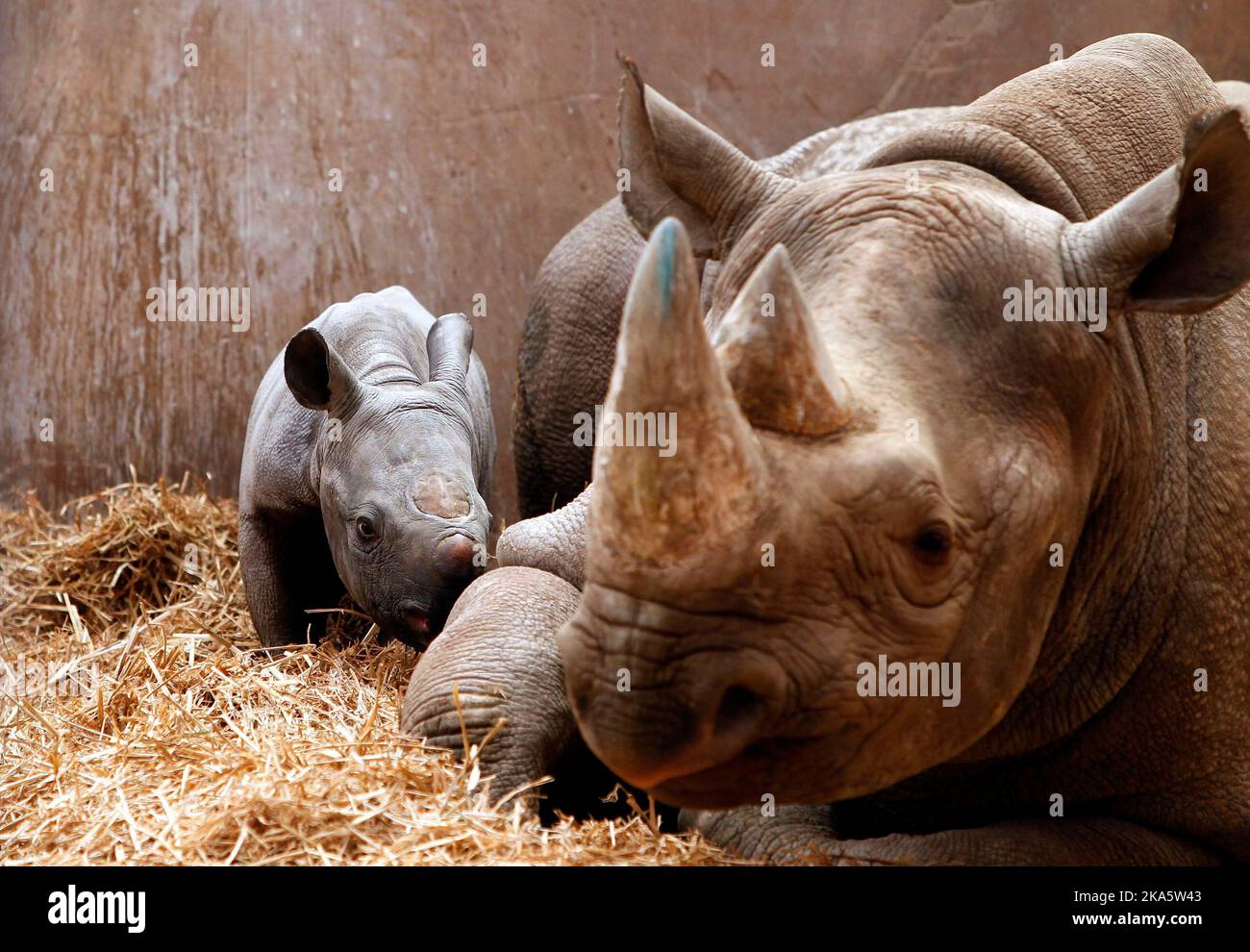 Photo de dossier datée du 12/03/13 d'un rhinocéros noir avec son bébé au zoo de Chester. Une étude récente menée par des scientifiques montre que les cornes de rhinocéros de toutes les espèces ont graduellement diminué au cours du siècle dernier et que la chasse pourrait en être la cause probable. Date de publication : mardi 1 novembre 2022. Banque D'Images