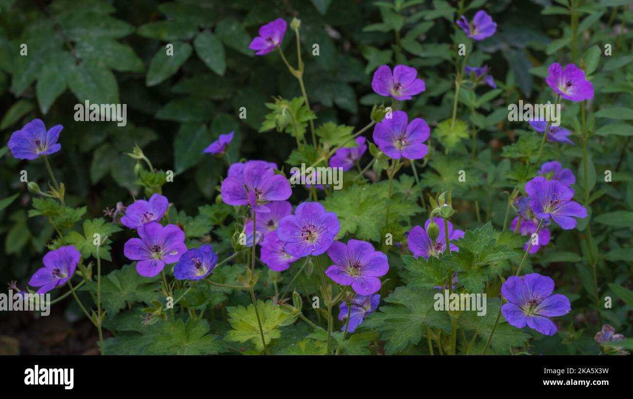 Vue rapprochée du géranium bleu violet coloré sylvaticum aka géranium de bois ou crâne de bois fleuri dans le jardin sur fond naturel Banque D'Images