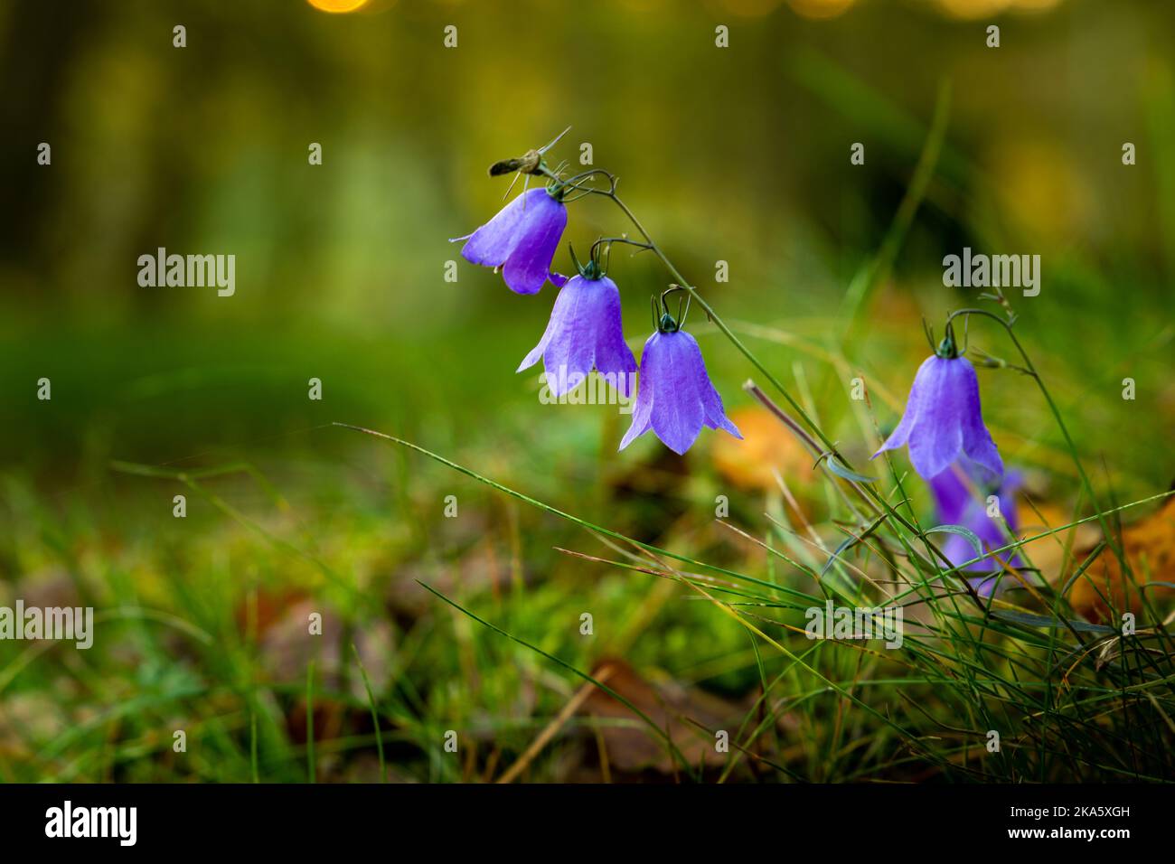 Gros fleurs violettes en gros plan. Fleurs sauvages dans la forêt d'automne. Banque D'Images