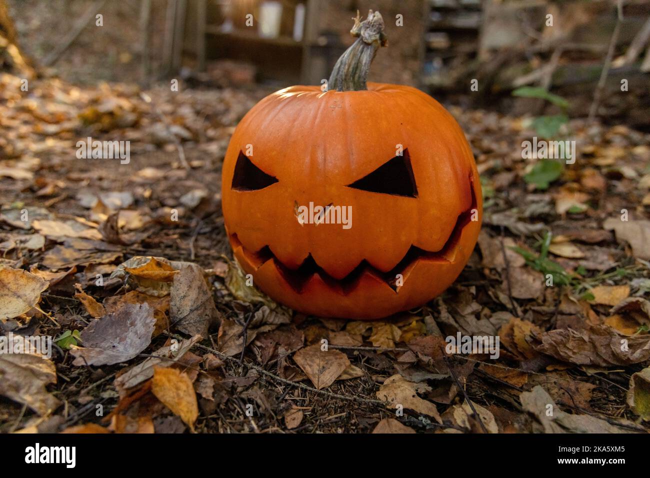 Citrouille d'Halloween illuminée à l'intérieur dans une forêt d'automne sombre Banque D'Images