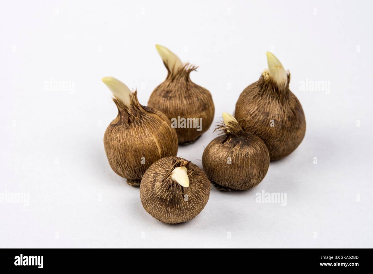 Bulbes de Crocus sieberi subsp. Subliris 'Tricolor' Banque D'Images