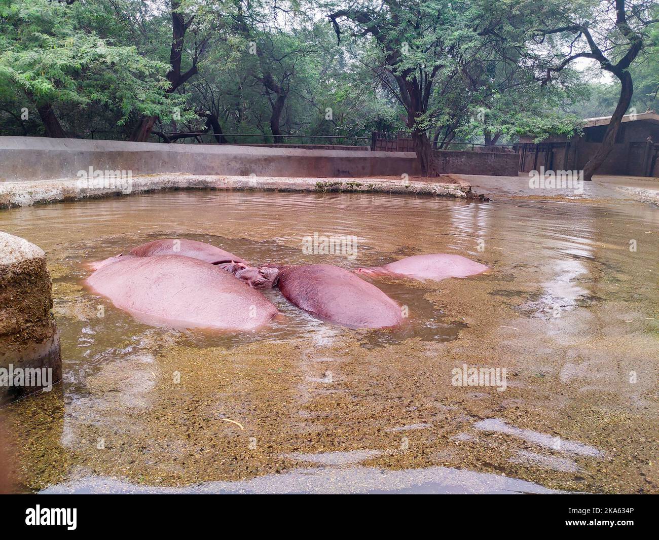 2 novembre 2019 New Delhi Inde. Hippopotame, également appelé l'hippopotame, à l'intérieur de l'étang d'eau au zoo de New Delhi. Banque D'Images