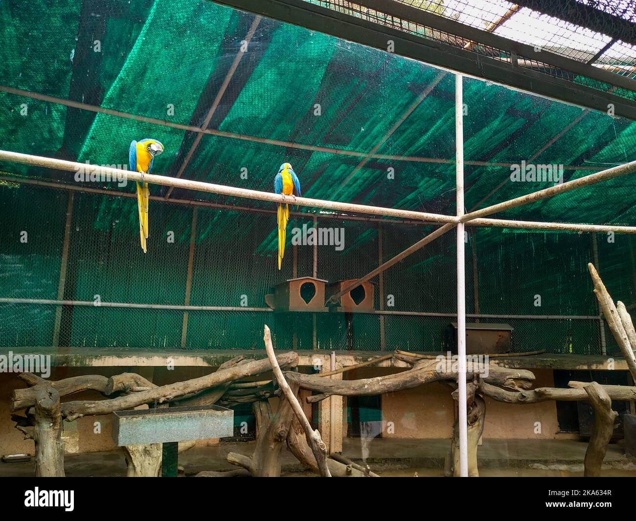 2 novembre 2019 New Delhi Inde. Un couple de perroquets de macaw dans une cage au zoo de Delhi. Banque D'Images