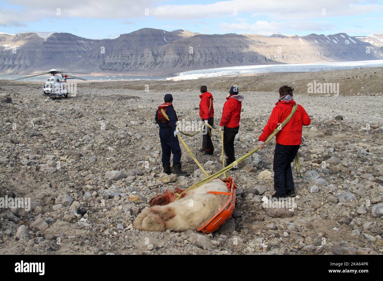 L'ours polaire mâle de 250 kg que vendredi 5 août 2011 a attaqué un groupe de jeunes britanniques et tué un garçon de 17 ans et mausolé 4 autres, a été tué par balle par d'autres membres du groupe. L'image montre les restes de l'ours qui est en train d'être fait en déplacement loin de la scène de l'attaque. Banque D'Images