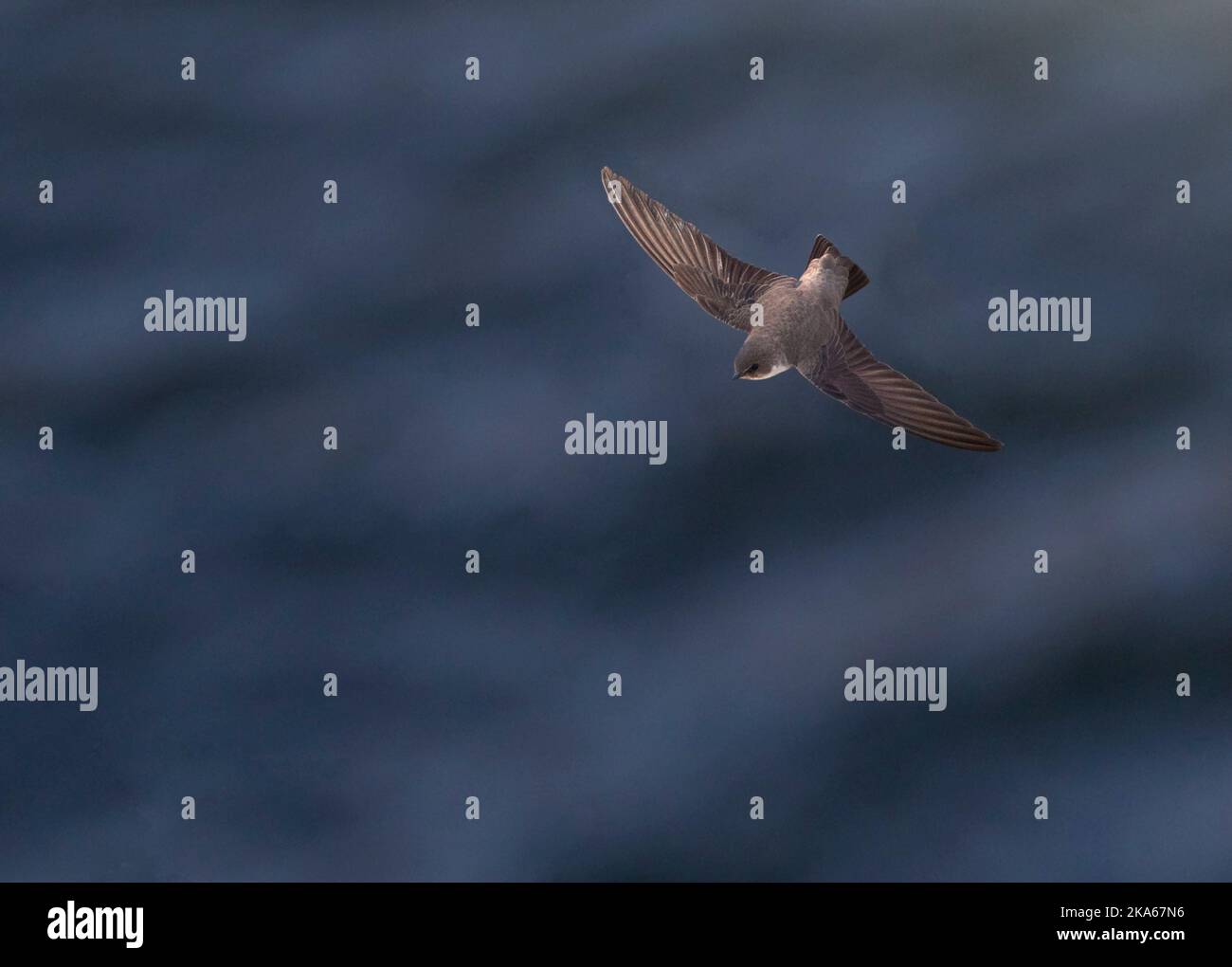 Eurasian Crag Martin (Ptyonoprogne rupestris) en vol contre un fleuve bleu en Espagne. Vu de dessus. Banque D'Images