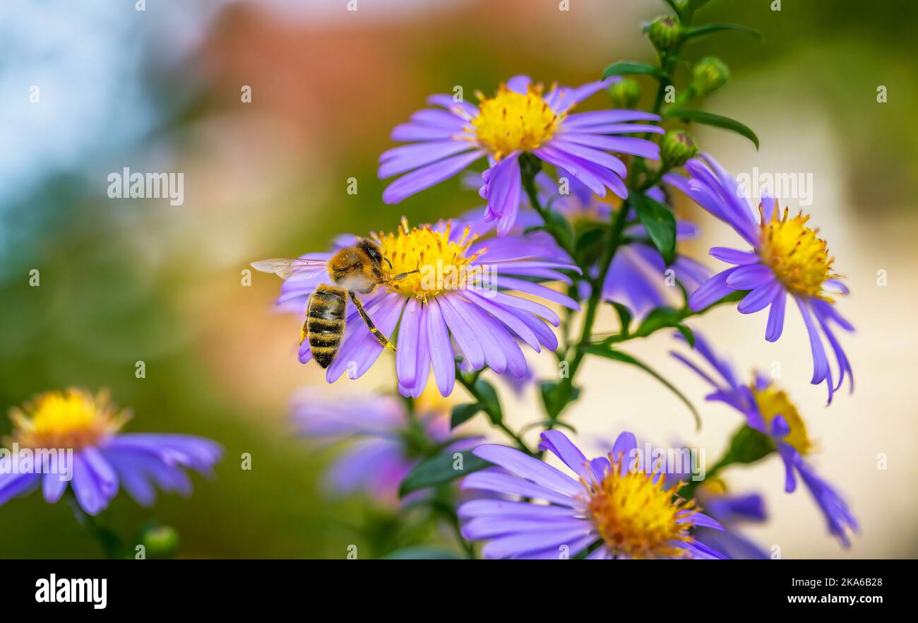 Macro d'une abeille pollinisant sur une fleur d'aster Banque D'Images