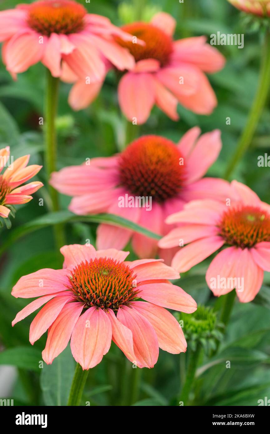 Echinacea Sombrero Corail chaud (série Sombrero), Echinacea 'Balsomcor, Corail chaud Sombrero. Fleur de coléon vivace rose corail Banque D'Images