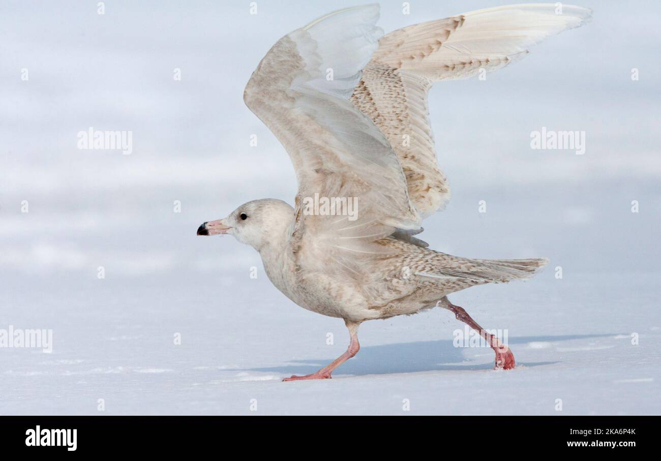 La Gull glamour immature est en train de courir sur la neige au Japon. Banque D'Images