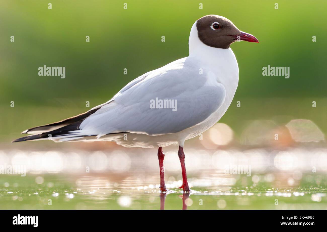 Mouette à tête noire adulte (Croicocephalus ridibundus) en plumage d'été au printemps en Hongrie. Banque D'Images