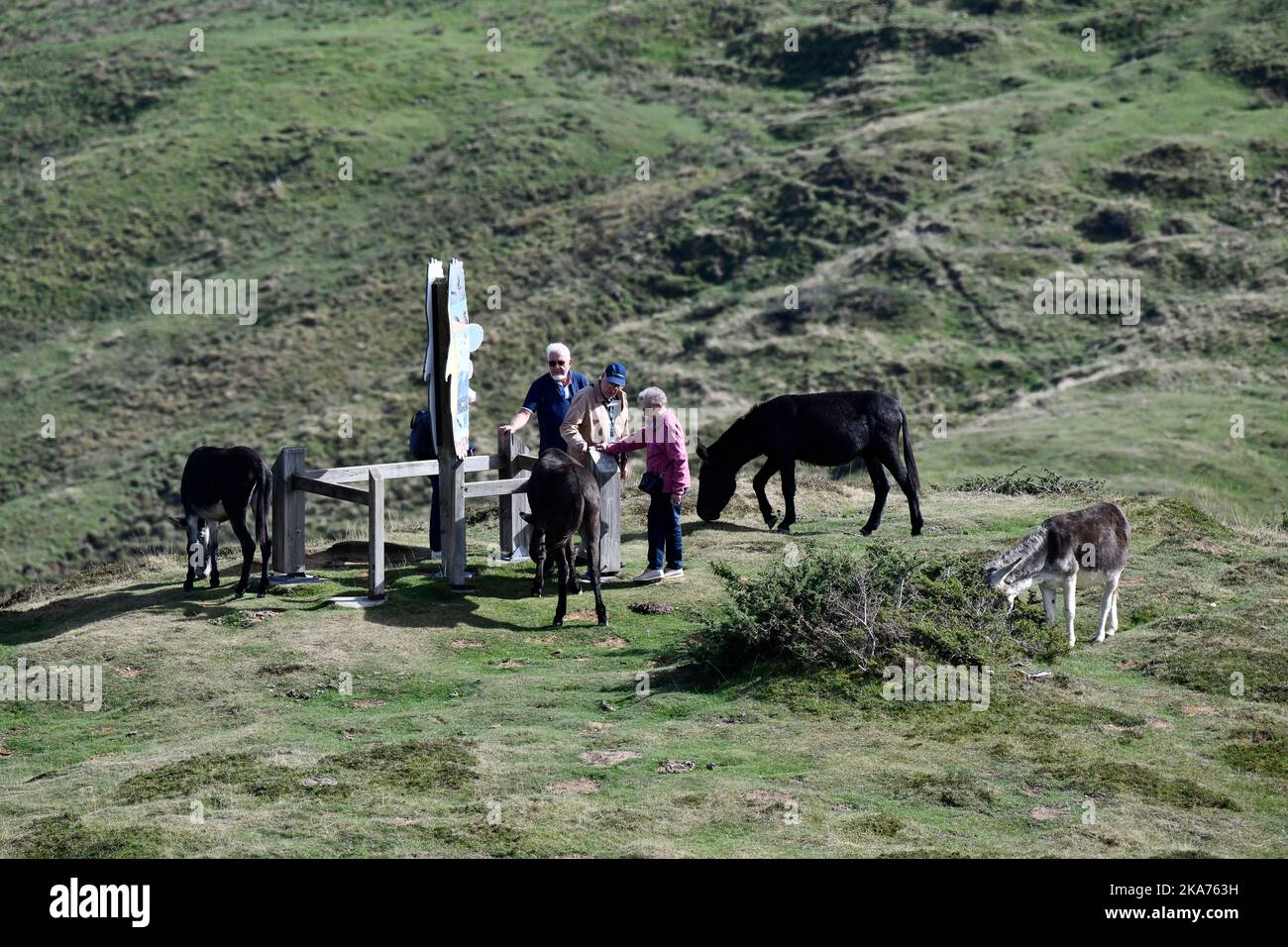 Marcheurs et ânes sur le Col du Soulor dans les pyrénées, en bordure de la France et de l'Espagne Banque D'Images
