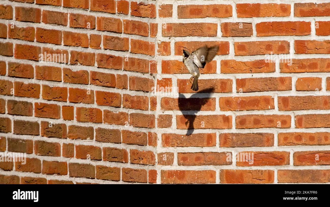 Huismus, Moineau domestique Passer domesticus Banque D'Images