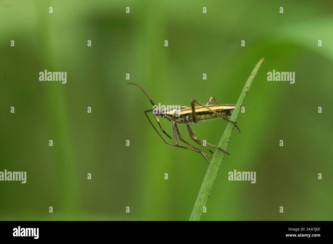 Gros plan détaillé sur un insecte adulte de Grass Meadow Plant, Leptopterna dolabrata, assis sur l'herbe Banque D'Images