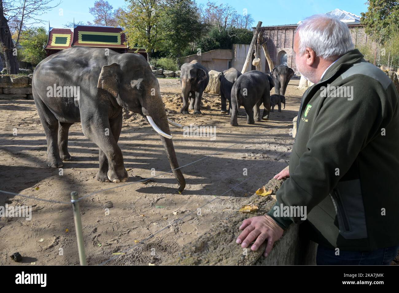 Leipzig, Allemagne. 30th octobre 2022. Jörg Junhold, directeur du zoo de Leipzig, se tient à l'enceinte des éléphants d'Asie. Il est en fonction depuis exactement 25 ans. "Cela a été satisfaisant, si ce n'est les 25 meilleures années de ma vie", a déclaré l'homme de 58 ans à la Deutsche presse-Agentur à Leipzig. Credit: Heiko Rebsch/dpa/Alay Live News Banque D'Images