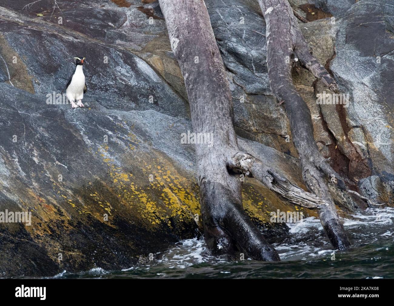 Penguin Fiordland (Eudyptes pachyrynchus) debout sur un rivage rocheux à la Milford Sound sur l'île du Sud, Nouvelle-Zélande. Cette espèce niche en colonies Banque D'Images