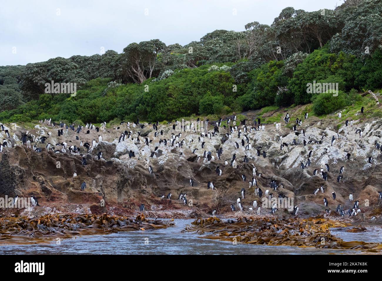 Collets Penguin (Eudyptes robustus) colonie sur l'île subantarctique de pièges, un groupe au sud de la Nouvelle Zélande Banque D'Images