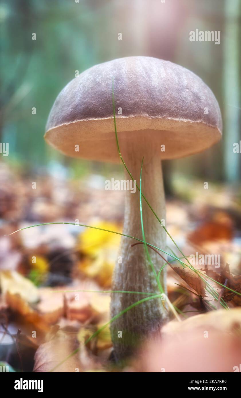 Gros plan d'un champignon comestible dans une forêt, accent sélectif sur la calotte. Banque D'Images