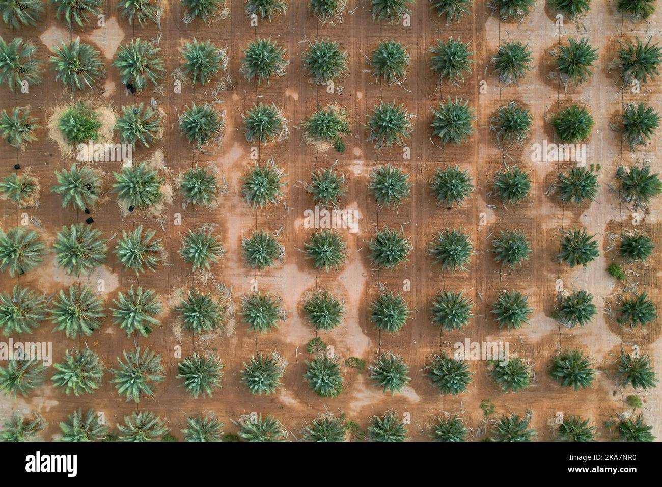 Vue de dessus d'une grande plantation de palmiers dans le désert. Banque D'Images