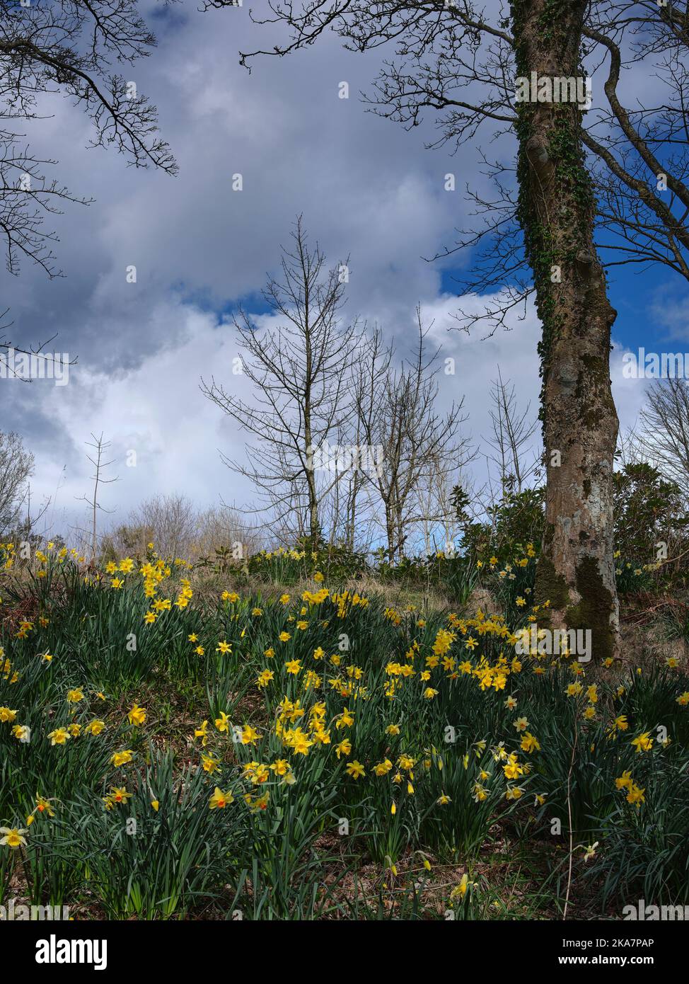 Une moquette de jonquilles de printemps s'aligne sur une allée de bois. Skipness Tarbert, Argyll et Bute. Écosse Banque D'Images
