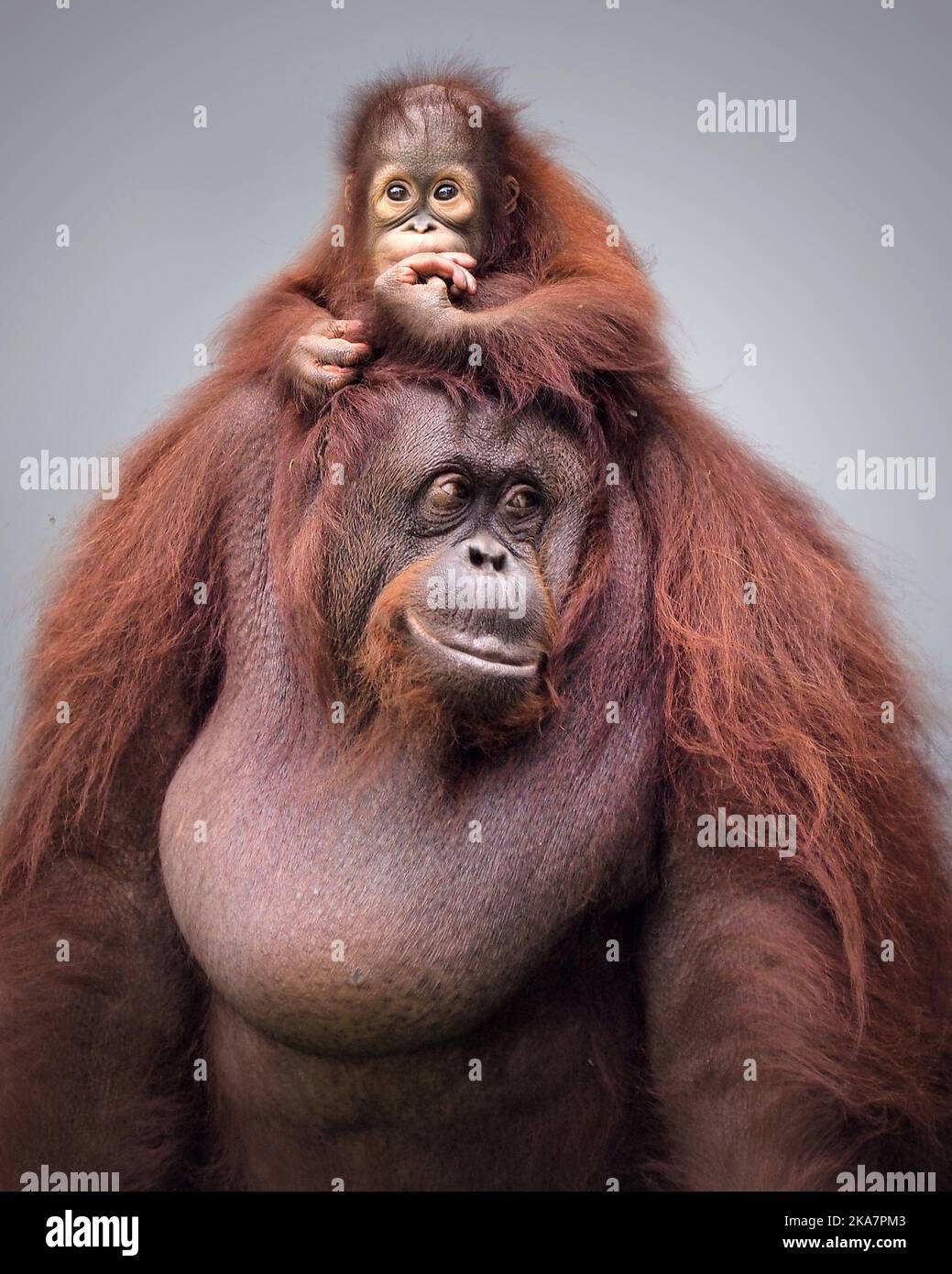 Ces images ont été capturées par le photographe Syahrul Ramadan (46) de Jakarta, en Indonésie, à l'aide d'un Olympus OM-D EM1 Series et d'un téléobjectif de 50-200 M. Banque D'Images