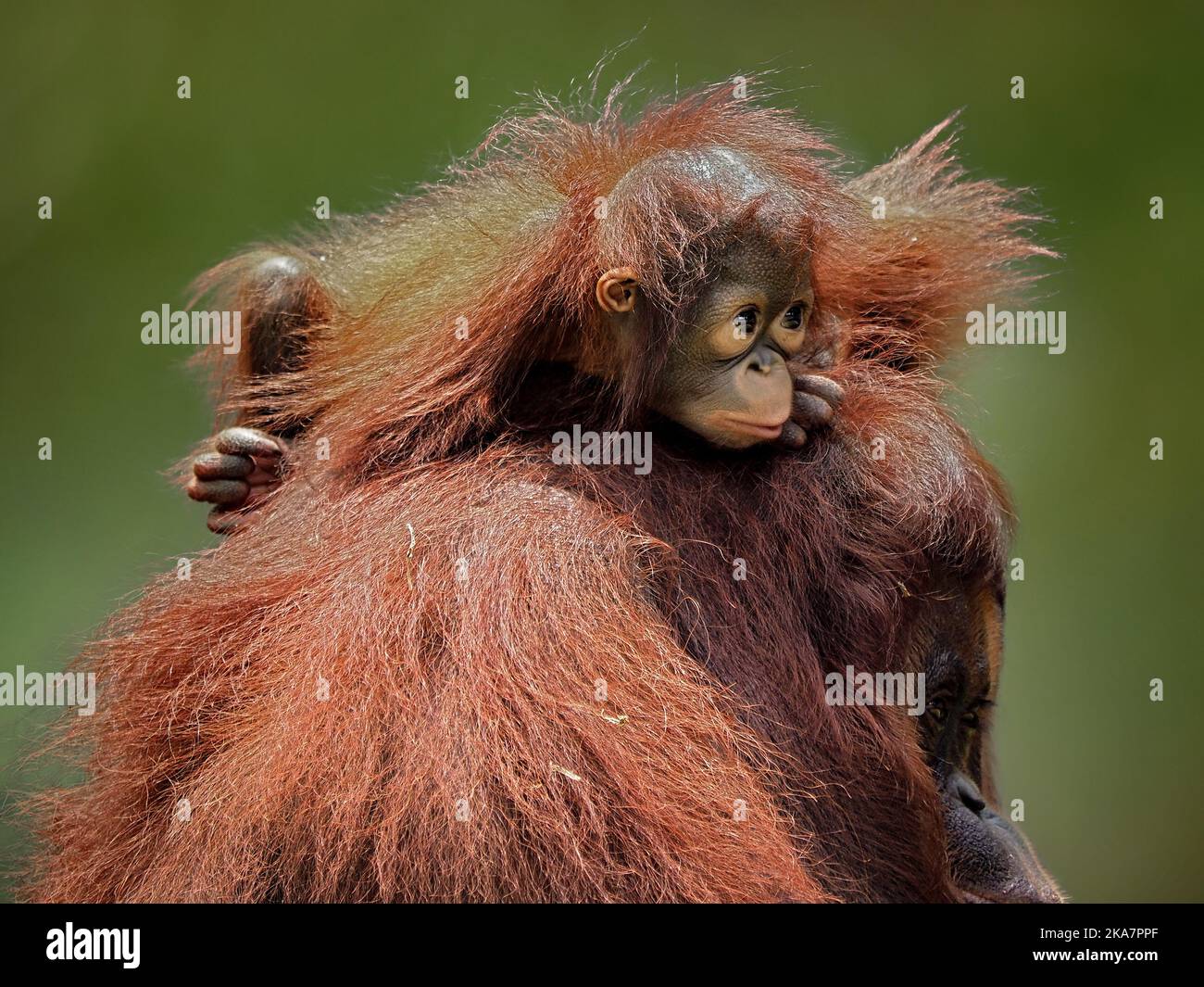 Ces images ont été capturées par le photographe Syahrul Ramadan (46) de Jakarta, en Indonésie, à l'aide d'un Olympus OM-D EM1 Series et d'un téléobjectif de 50-200 M. Banque D'Images
