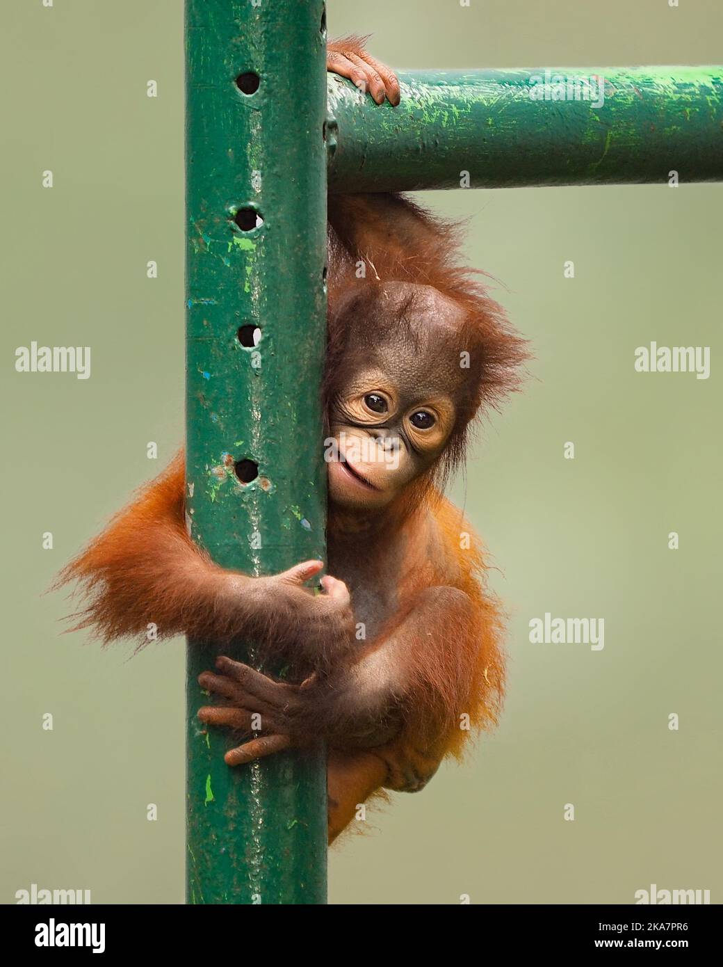 Ces images ont été capturées par le photographe Syahrul Ramadan (46) de Jakarta, en Indonésie, à l'aide d'un Olympus OM-D EM1 Series et d'un téléobjectif de 50-200 M. Banque D'Images