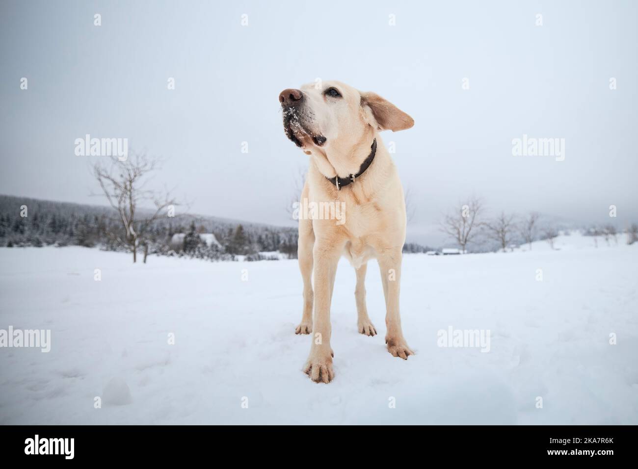 Chien mignon pendant la promenade dans le paysage d'hiver. Yellow labrador retriever regardant sur la route rurale enneigée. Banque D'Images