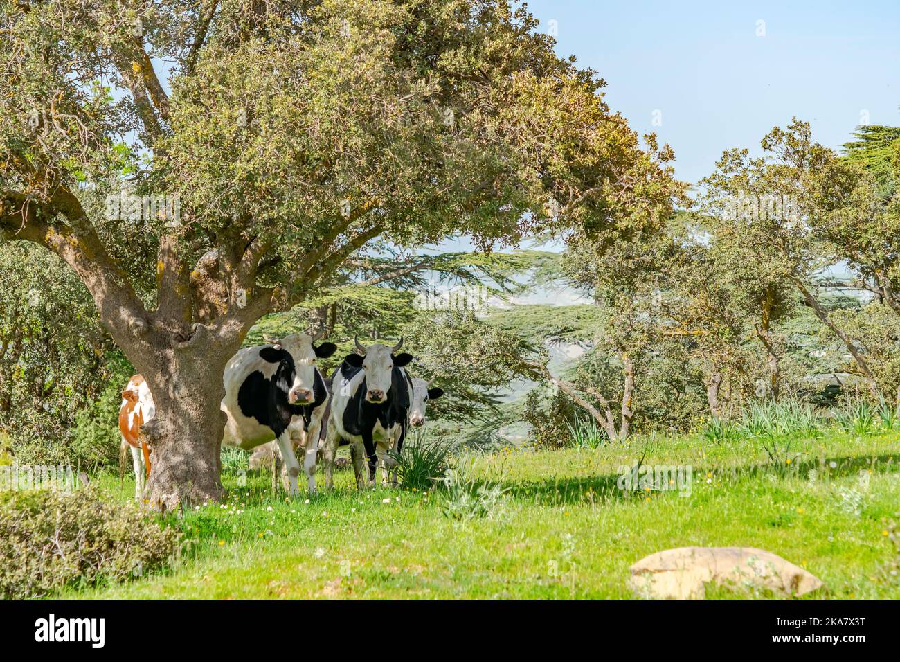 Quatre vaches debout devant l'appareil photo et derrière un arbre dans un pré avec des herbes vertes, des arbres et un ciel bleu. Banque D'Images