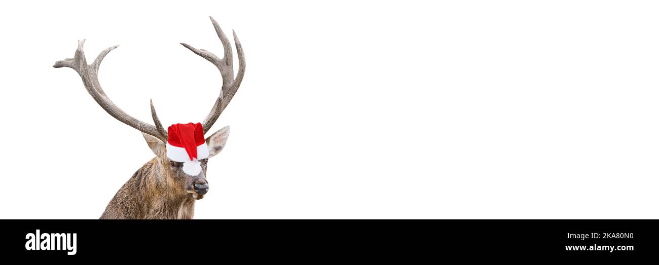 Gros plan portrait de cerf rouge drôle avec d'énormes cornes à Noël ou chapeau de père Noël isolé sur fond blanc. Deer est le symbole de la nouvelle année. Longue bannière avec Banque D'Images