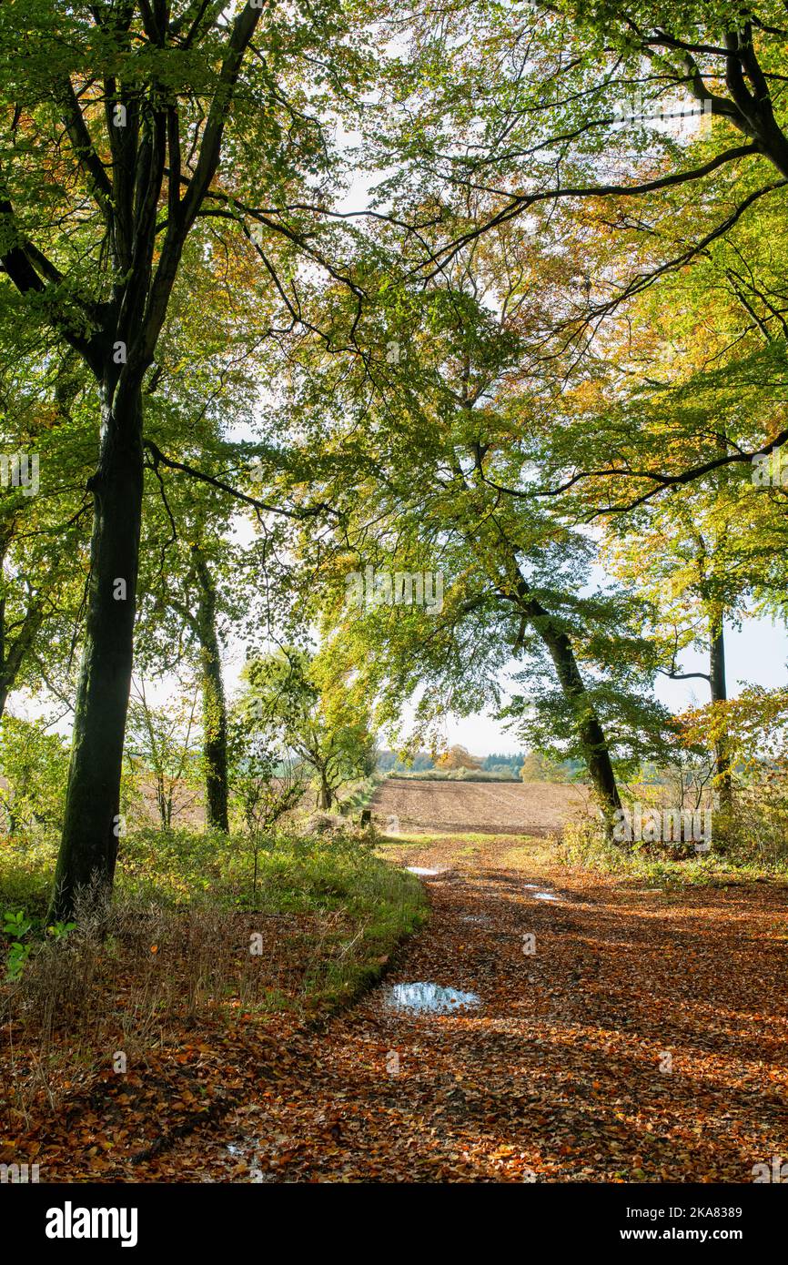 Piste de ferme à travers les hêtres en automne. Cotswolds, Gloucestershire, Angleterre Banque D'Images