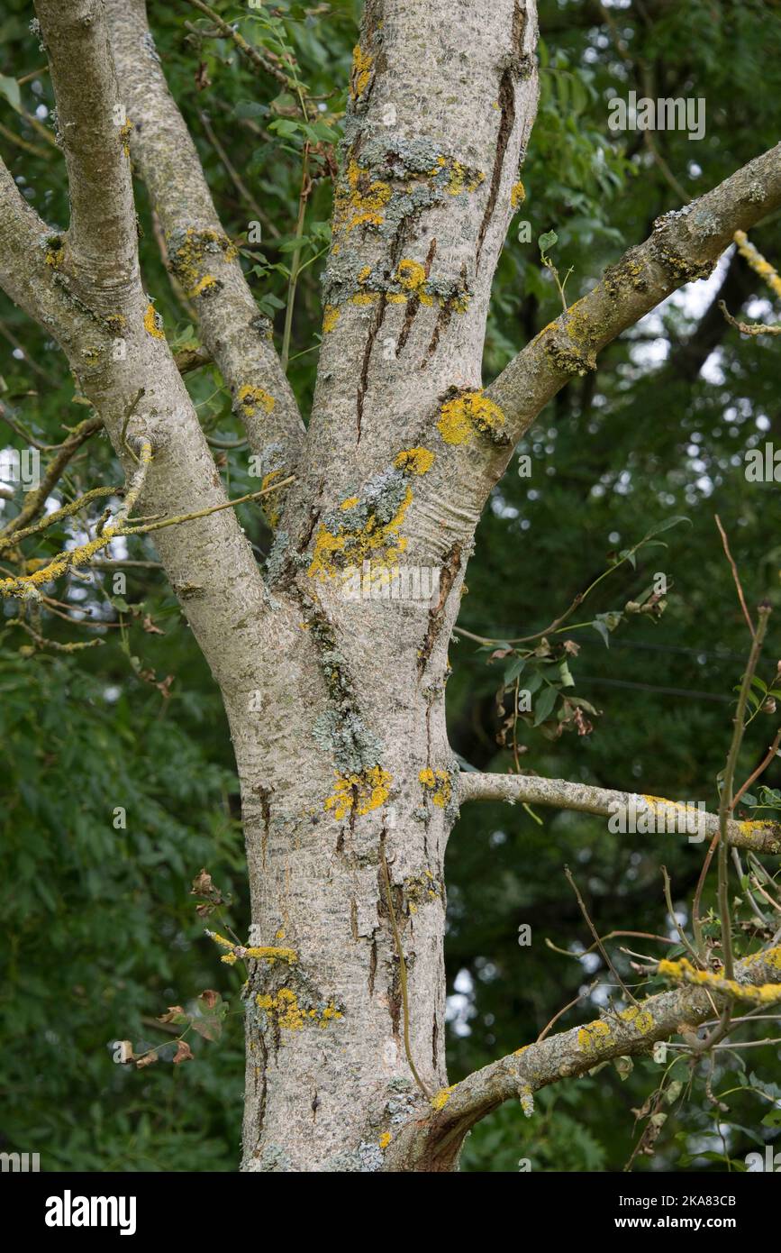 Symptômes du dépérissement des cendres de chalara (Hymenoscyphus fraxineus) sur un petit arbre à cendres mourant (Fraxinus excelsior) avec une grosse cendre saine derrière en automne Banque D'Images