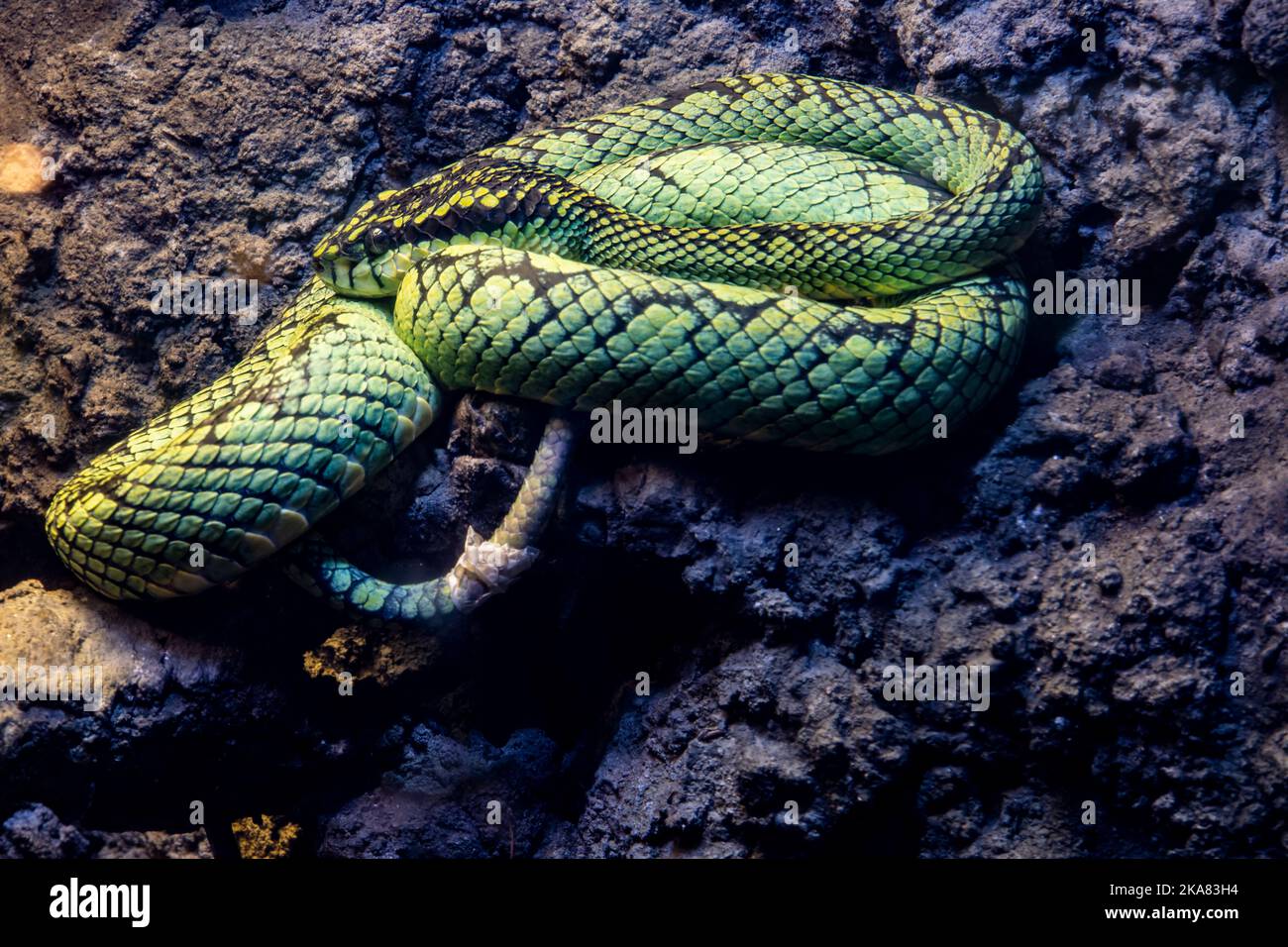 Le pitvipère vert sri lankais (Craspedocephalus trigonocephalus) est une espèce de vipère venomous endémique au Sri Lanka Banque D'Images