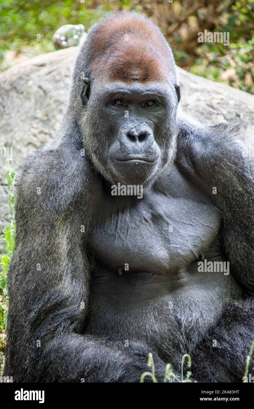 Le gorille des basses terres de l'ouest du ZOO D'ATLANTA. C'est l'une des deux sous-espèces du gorille occidental qui vit dans les forêts montagnardes, primaires et secondaires Banque D'Images