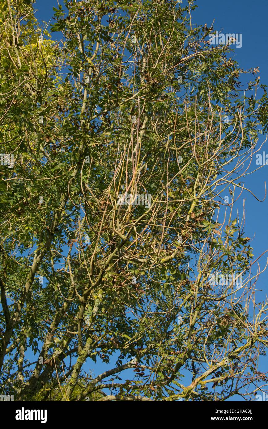 Symptômes du dépérissement des cendres de chalara (Hymenoscyphus fraxineus) sur un petit arbre à cendres mourant (Fraxinus excelsior) avec une grosse cendre saine derrière en automne Banque D'Images