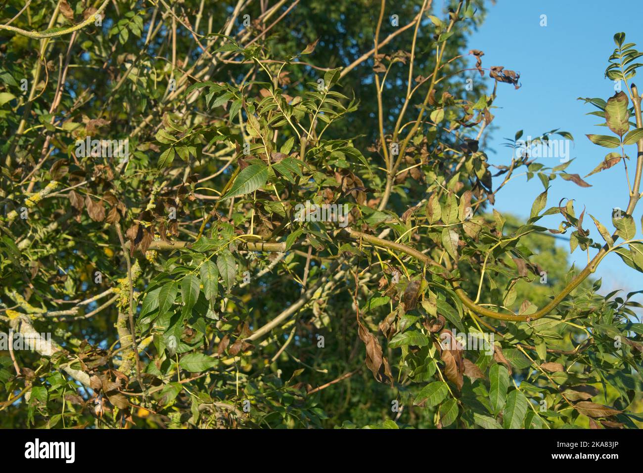 Symptômes du dépérissement des cendres de chalara (Hymenoscyphus fraxineus) sur un petit arbre à cendres mourant (Fraxinus excelsior) avec une grosse cendre saine derrière en automne Banque D'Images