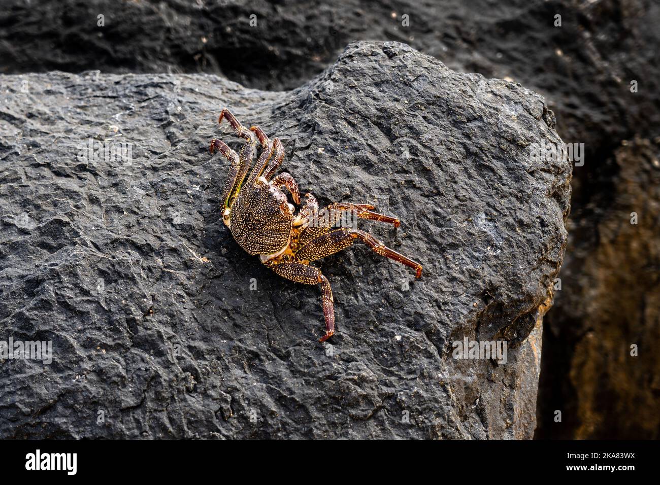 Un crabe de roche à coque mince (Grapsus tenuicustatus), également appelé crabe natal lightfoot ou crabe sally-light-foot natal, sur une roche volcanique noire. Banque D'Images