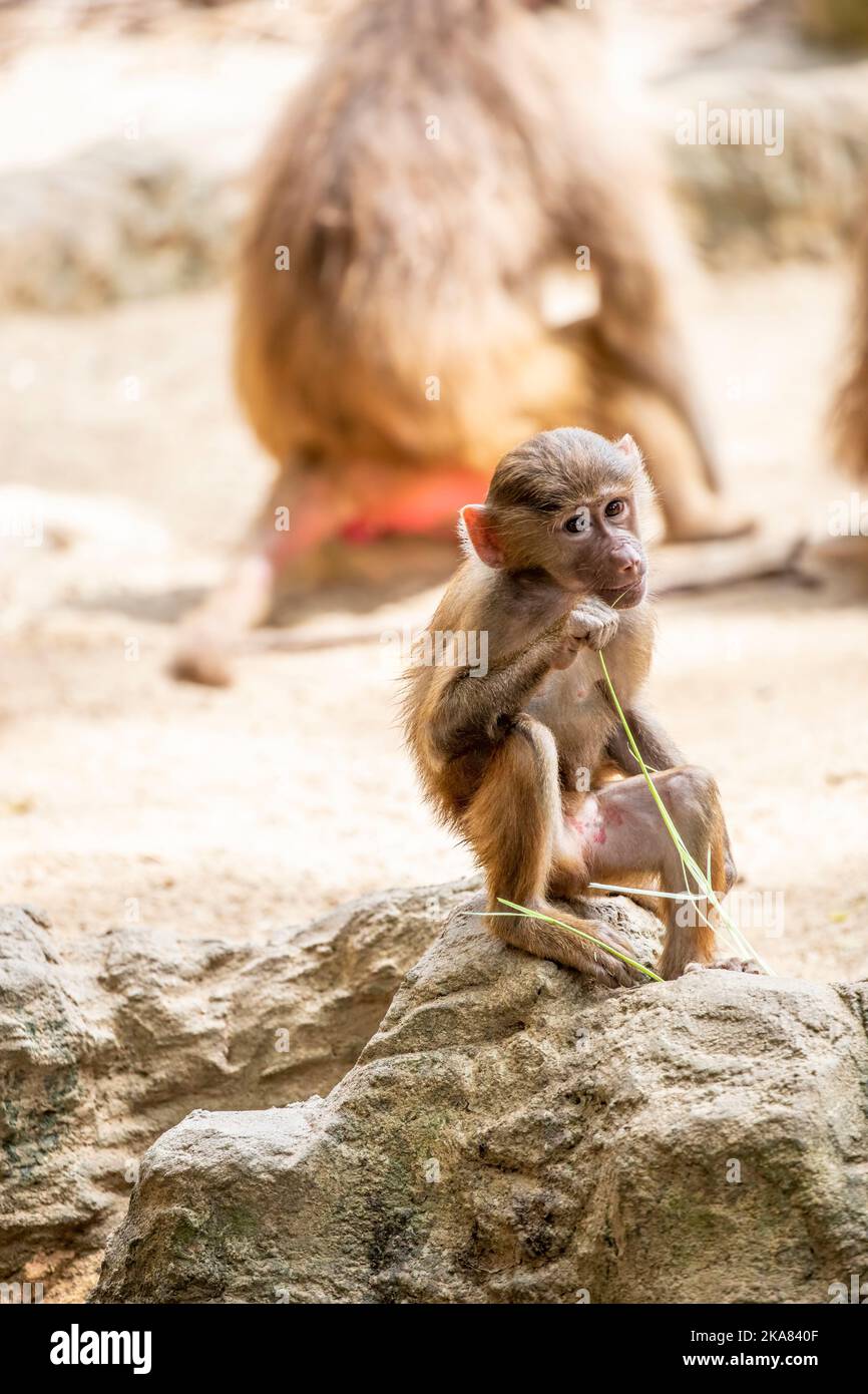 Un jeune babouin Hamadryas (Papio hamadryas) est assis sur le rocher. C'est une espèce de babouin de la famille des singes de l'ancien monde. Banque D'Images